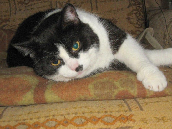 Armani szuka domu