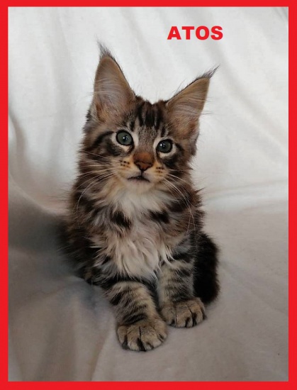 Słodko mruczący kocurek maine coon